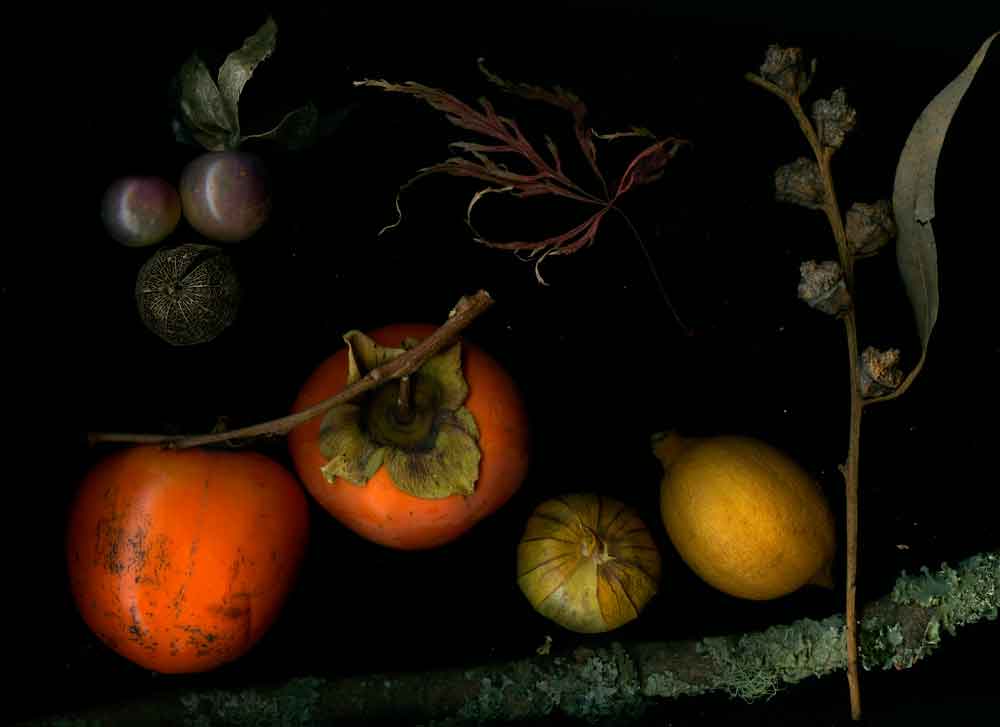 Photographic still life of persimmons, lemons, tomatillos, and other plants. Before editing.