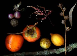 Photographic still life of persimmons, lemons, tomatillos, and other plants. Retouched Version